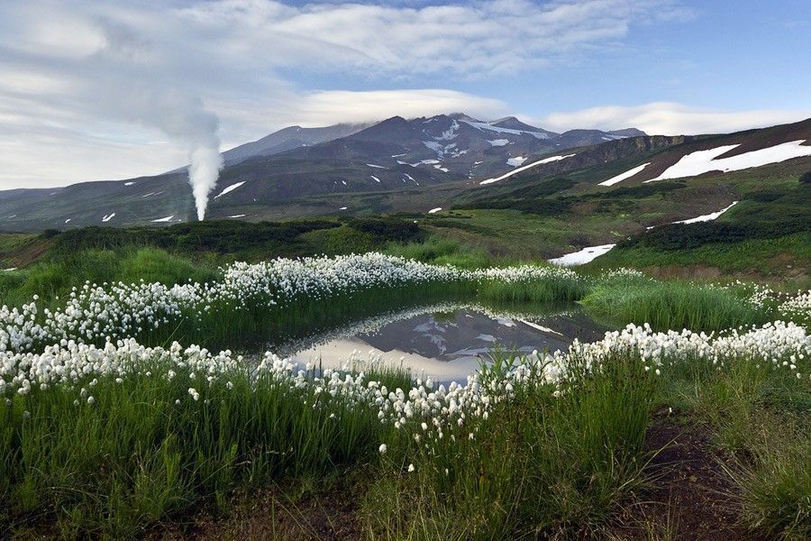 Растительный мир камчатки фото