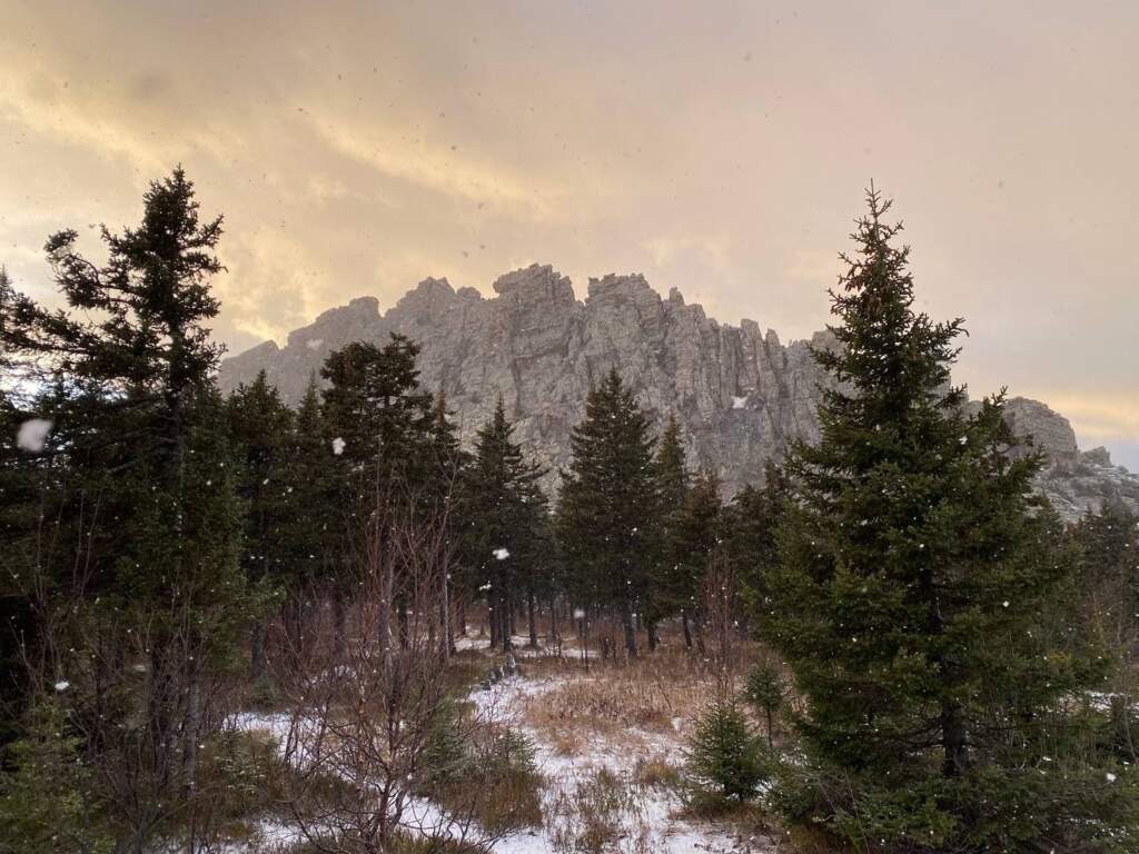 Откликной гребень - фото