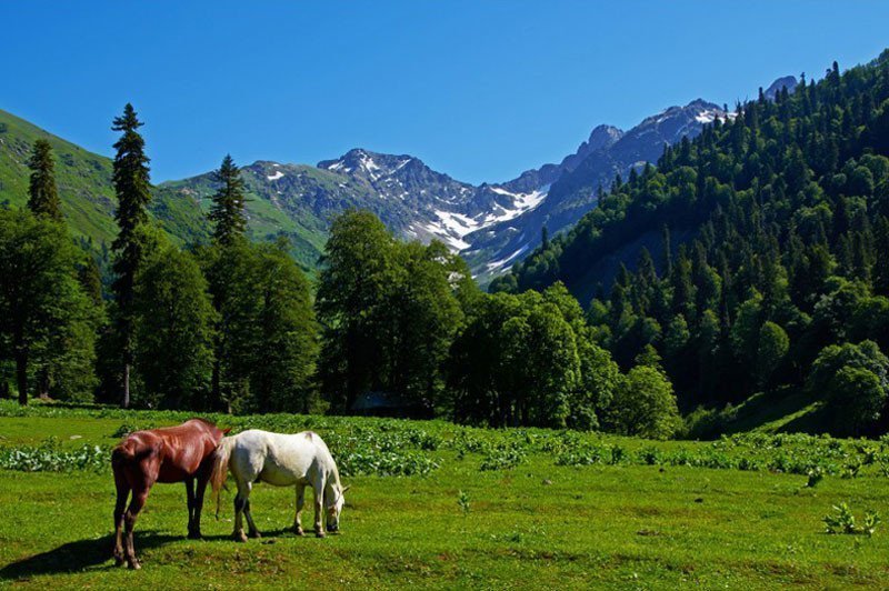 Животные абхазии фото