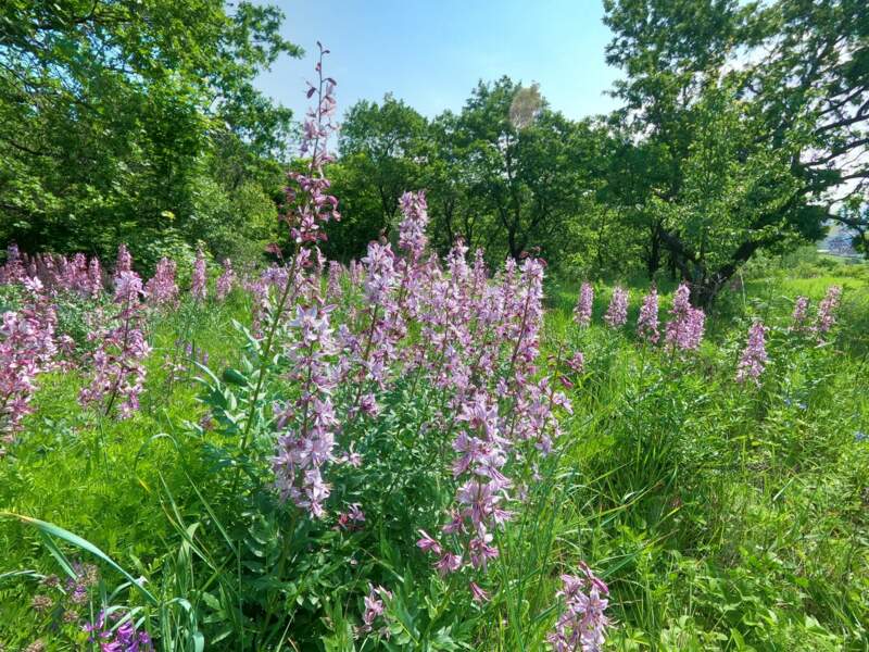 Кумысная поляна - фото
