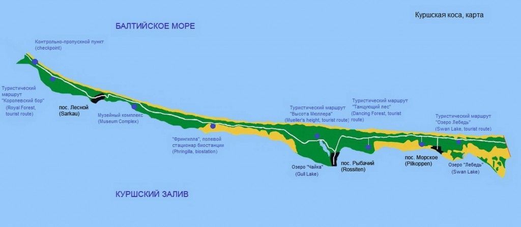 Куршская коса (Калининградская область) - фото