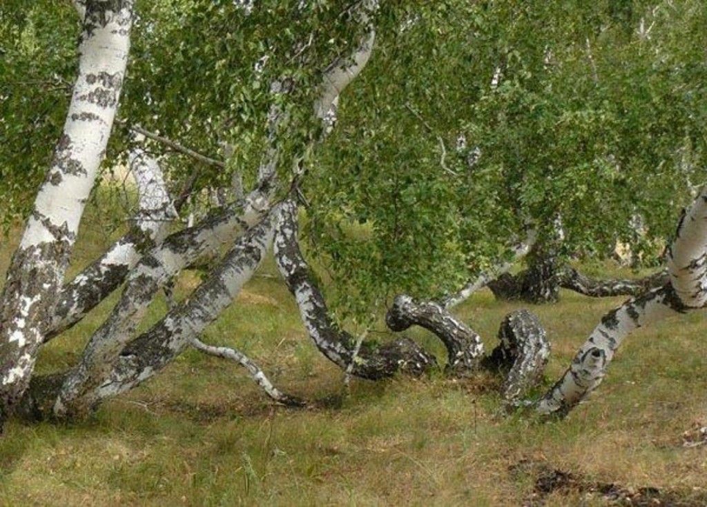 Медведицкая гряда (Волгоградская область) - фото