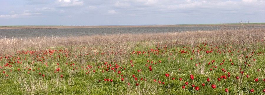 Заказник цимлянский фото