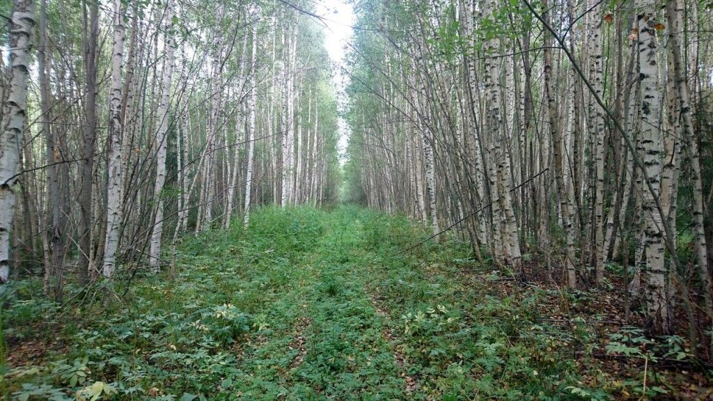 Терем в Асташово (Костромская область) - фото