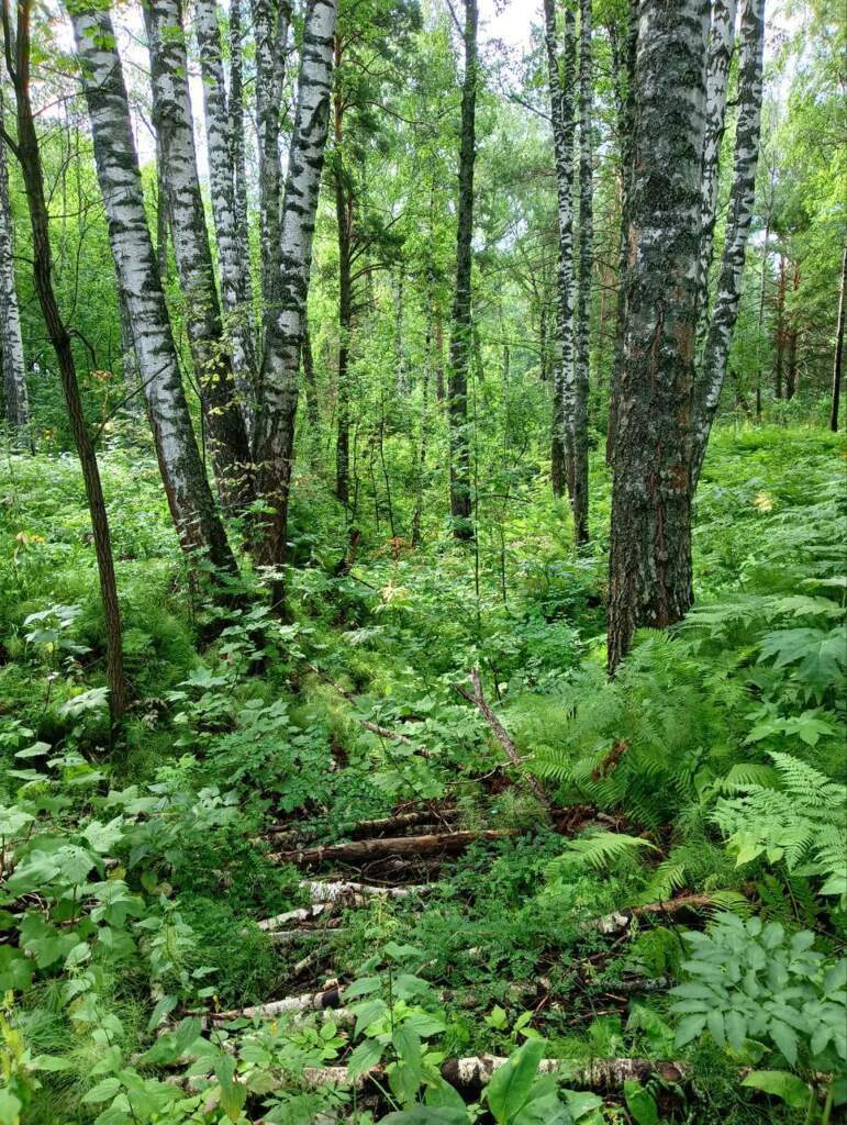 Места силы Академгородка - фото