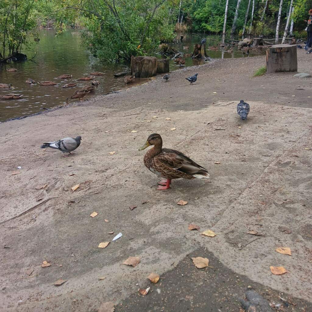 Места силы Академгородка - фото