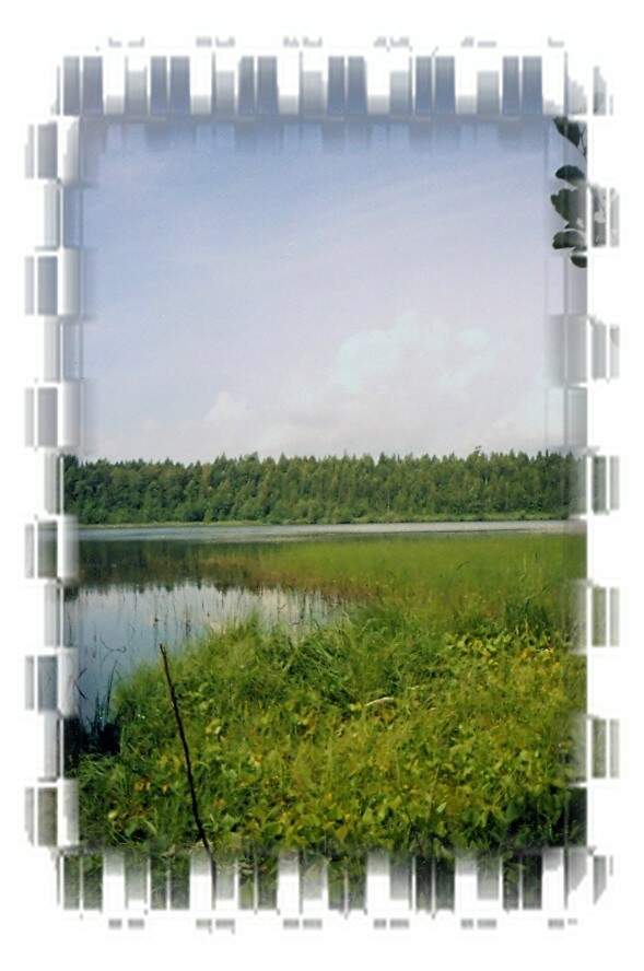 Камовые ландшафты озера Воробьёво - фото