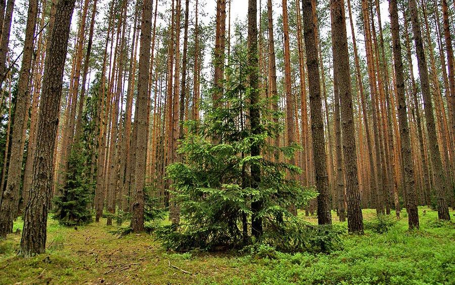 Боров лес. Заповедник Конаковский Бор. Конаковский Сосновый Бор. Сосновый Бор Конаково. Сосновый Бор Конаково заповедник.