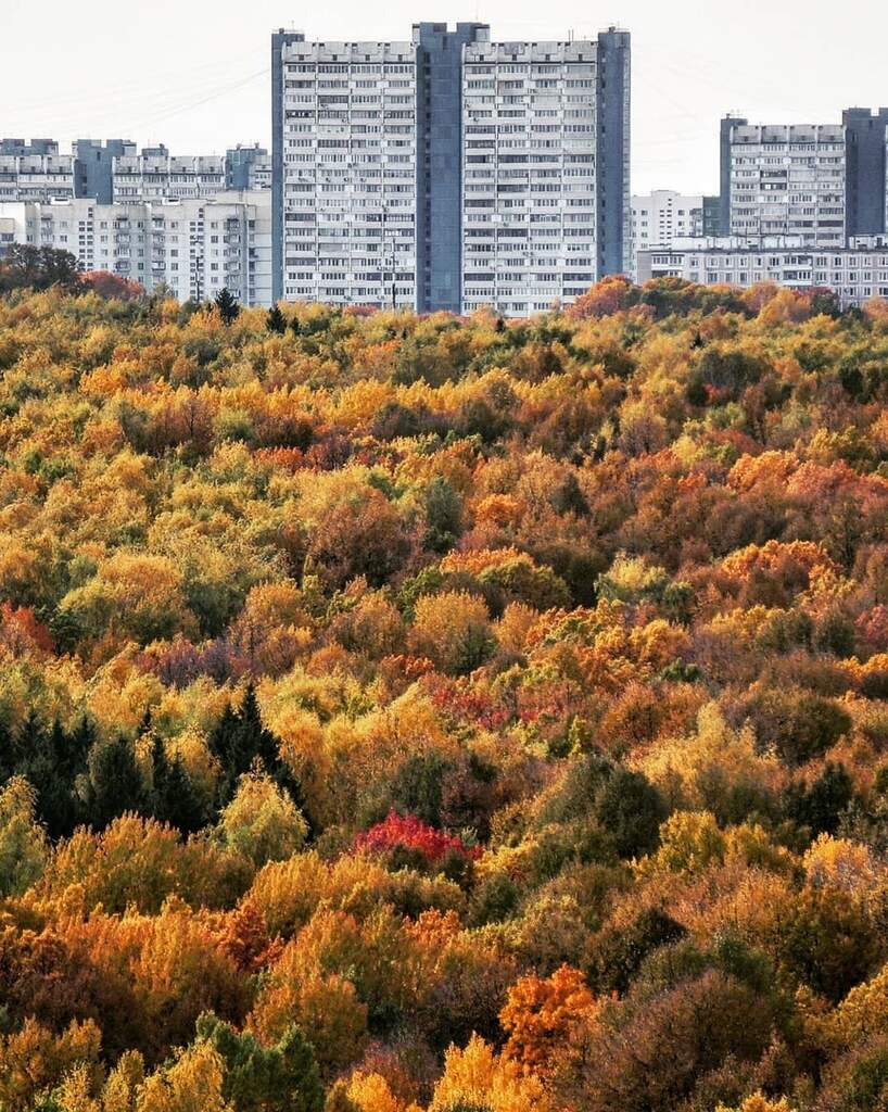 Битцевский парк кругом по асфальту - фото