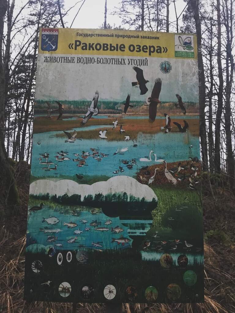 Природный заказник «Раковые озёра» - фото