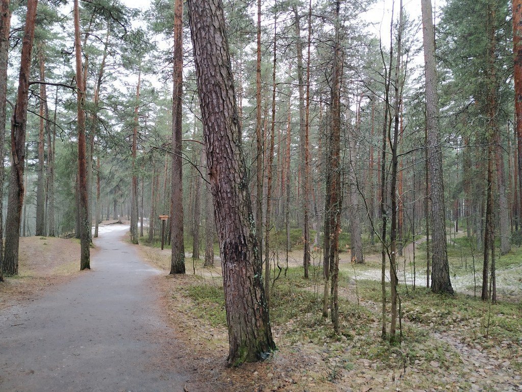 Терренкур в Сестрорецком курорте - фото