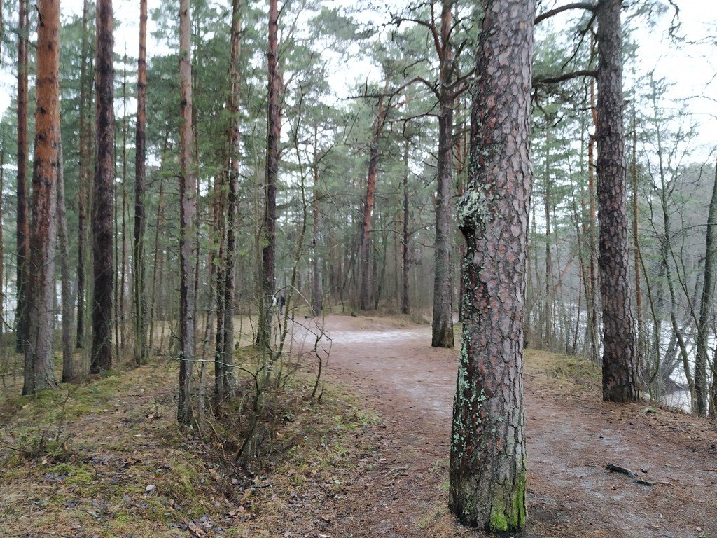 Парк терренкур сестрорецк