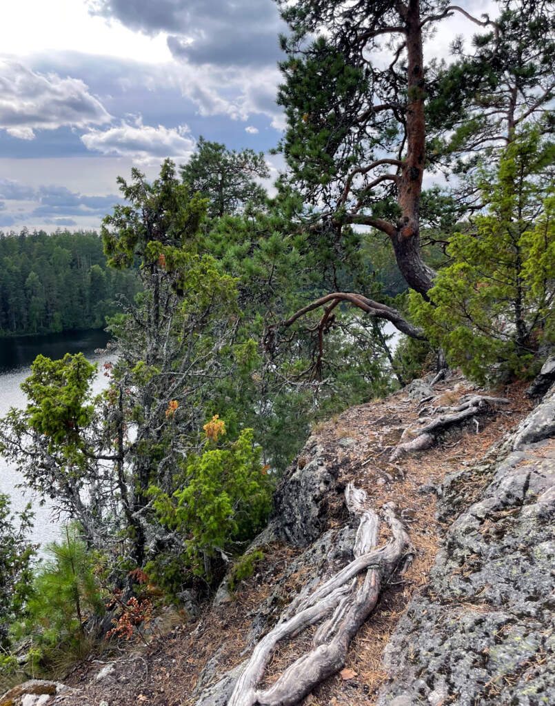 ХоШиМина Кузнечное-Куликово_2025 - фото