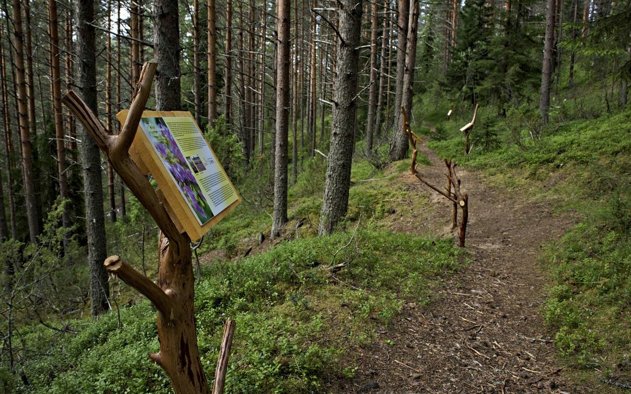 Тропа раздумий Кенозерский парк. Кенозерский национальный парк экотропа. Тропа муравейников Кенозерский парк. Экологическая тропа «Матвеевский лес». Сказочная экотропа в подмосковье