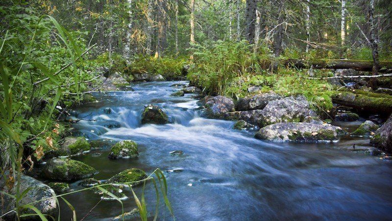 Сплав по рекам Вама - Водла - фото