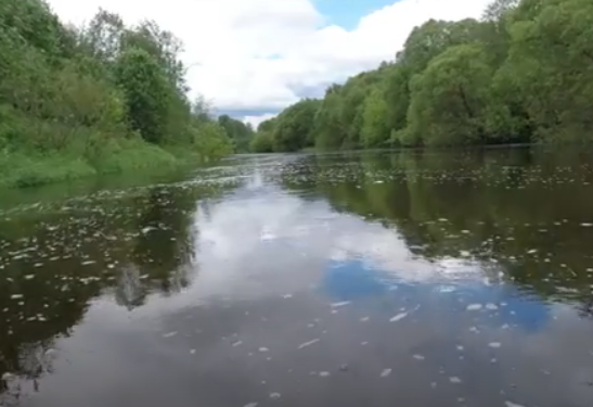 Водный сплав по реке Дубна от с. Константиново до г. Дубна (длина 113 км) - фото