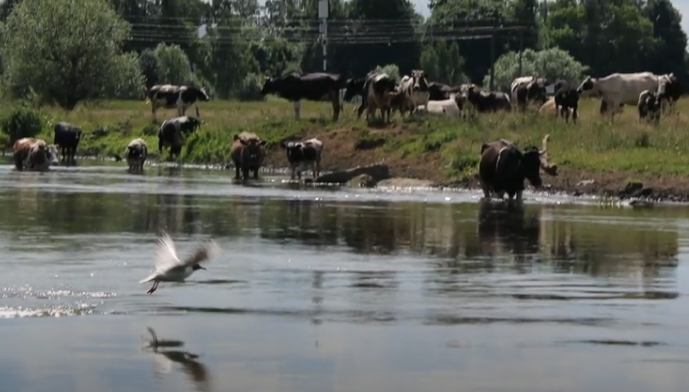 Водный сплав по реке Воря от Красноармейска до Лосино-Петровска (длина 47 км) - фото