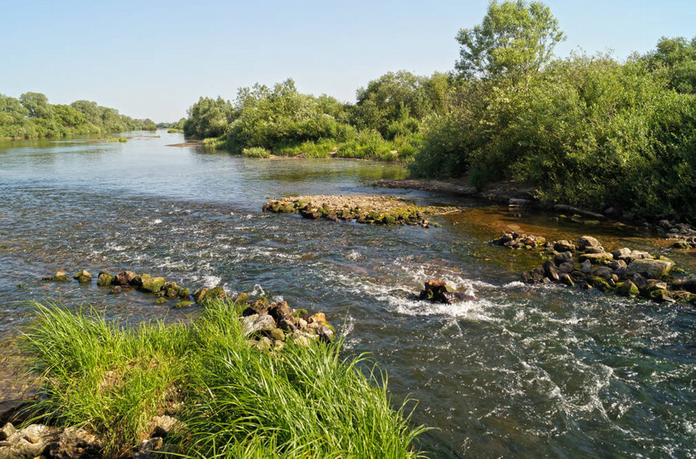 Проня река Рязань. Проня (приток Оки). Река Ранова Рязанская область.