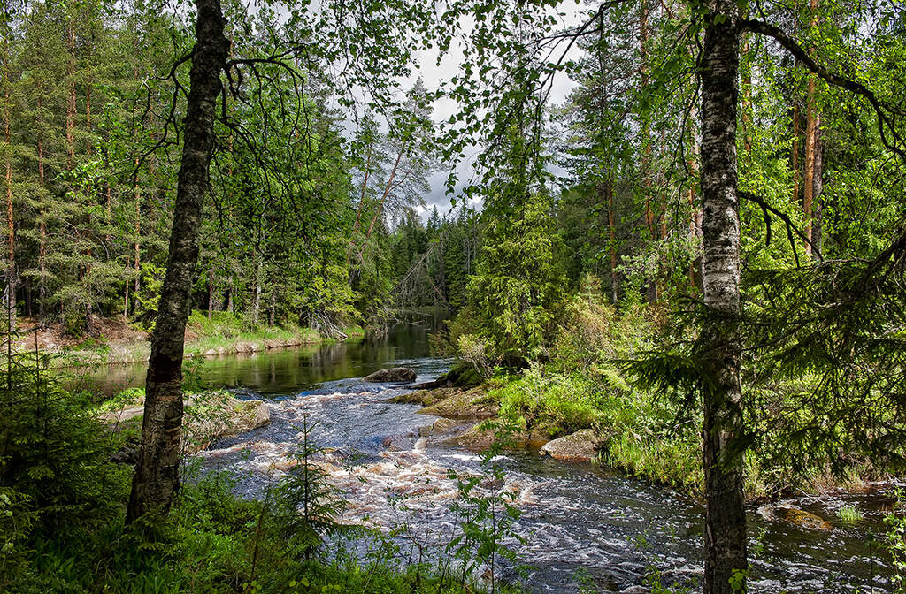 Водный сплав по реке Шуя от п. Суоёки до г. Петрозаводск (длина 206 км) - фото