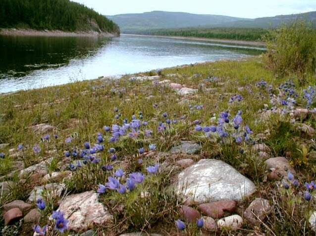 Водный сплав по реке Алдан  от п. Укулан до п. Усть-Мая (длина 774 км) - фото