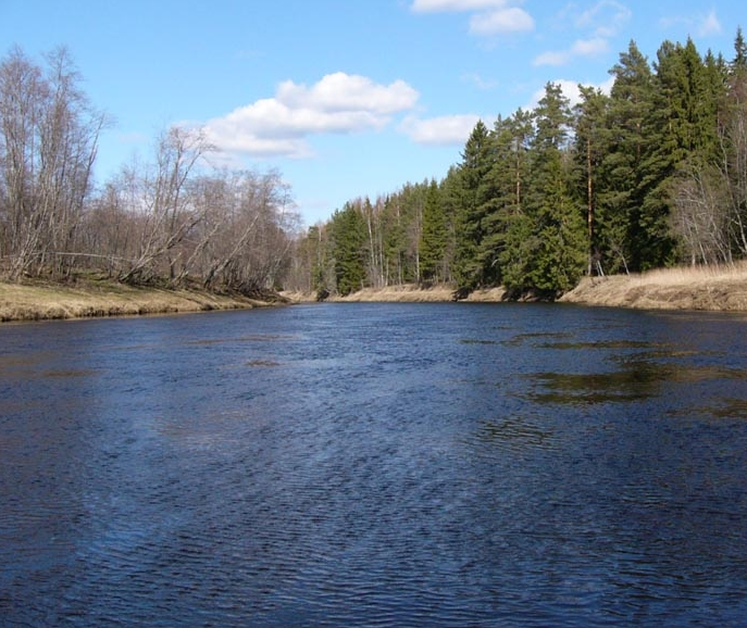 Водный сплав по реке Межа от г. Нелидово до г. Велиж (длина маршрута 212 км) - фото