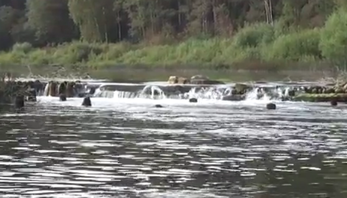 Сплав по реке Медведице (Тверская) от п. Городковский до д. Кочеватово (185 км) - фото