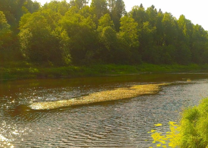 Водный сплав по реке Сясь от д. Шибенец до с. Колчаново (длина 124 км) - фото