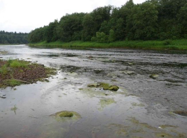 Водный сплав по реке Сясь от д. Шибенец до с. Колчаново (длина 124 км) - фото