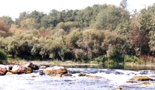 Водный сплав по реке Шелонь от п. Дедовичи до д. Замостье (длина 130 км) - фото
