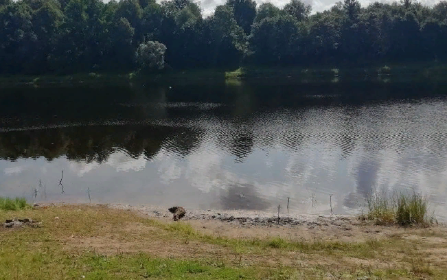 Водный сплав по реке Шелонь от п. Дедовичи до д. Замостье (длина 130 км) - фото