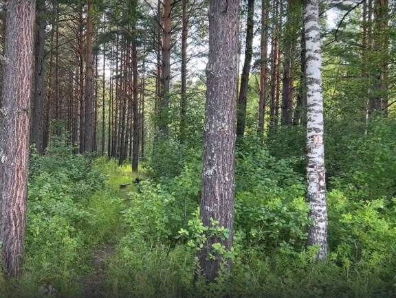 Байдарочный сплав по р. Чулым от п. Копьёво до г. Назарово (длина 424 км) - фото