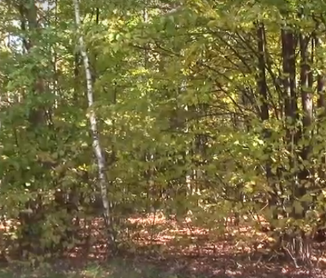Сплав и рыбалка на р. Уводь от д. Сальцево до д. Глебово (длина 111 км) - фото