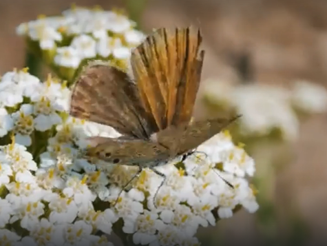 Водный сплав по реке Алей от г. Рубцовск до г. Алейск (длина 385 км) - фото