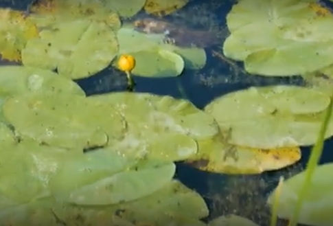 Водный сплав по реке Алей от г. Рубцовск до г. Алейск (длина 385 км) - фото
