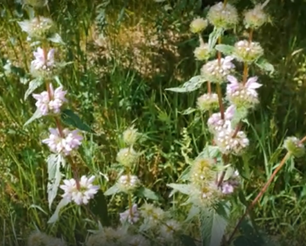 Водный сплав по реке Алей от г. Рубцовск до г. Алейск (длина 385 км) - фото