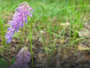 Водный сплав по реке Алей от г. Рубцовск до г. Алейск (длина 385 км) - фото