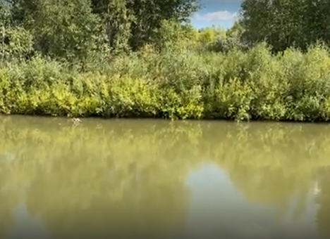 Водный сплав по реке Алей от г. Рубцовск до г. Алейск (длина 385 км) - фото