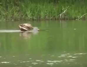 Водный сплав по реке Алей от г. Рубцовск до г. Алейск (длина 385 км) - фото
