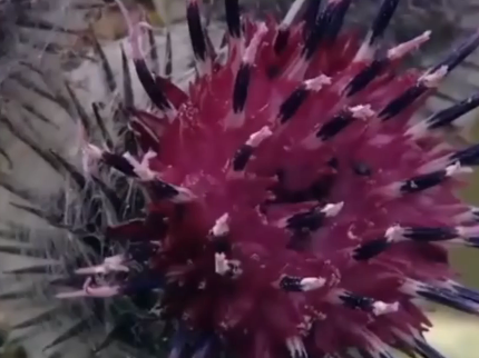 Сплав по р. Чарыш от с. Белоглазово до Усть-Чарышская Пристань (длина 169 км) - фото