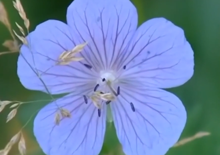 Сплав по р. Чарыш от с. Белоглазово до Усть-Чарышская Пристань (длина 169 км) - фото