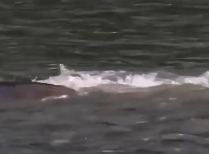 Сплав по р. Чарыш от с. Белоглазово до Усть-Чарышская Пристань (длина 169 км) - фото