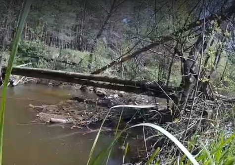 Сплав и рыбалка по реке Серёжа от с. Пустынь до д. Левино (длина 125 км) - фото