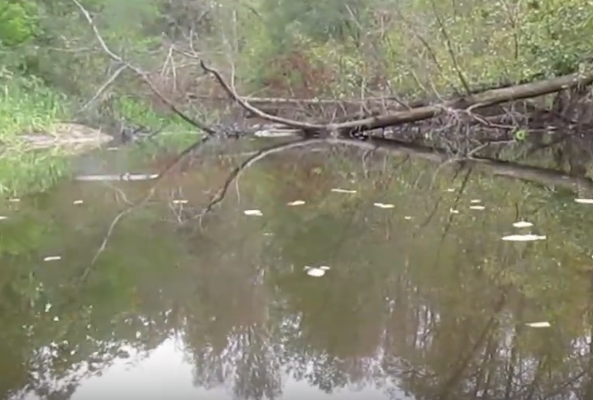 Сплав и рыбалка по реке Серёжа от с. Пустынь до д. Левино (длина 125 км) - фото