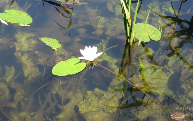 Сплав и рыбалка на реке Тёша от г. Арзамас до д. Покров (длина маршрута 212 км) - фото