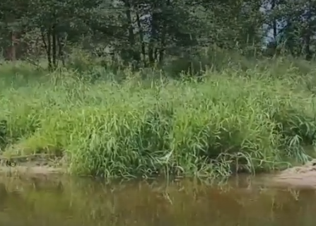 Сплав и рыбалка на р. Узола от п. Ковернино до д. Чередково (длина 122 км) - фото