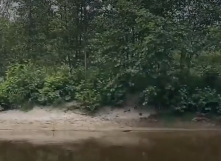 Сплав и рыбалка на р. Узола от п. Ковернино до д. Чередково (длина 122 км) - фото