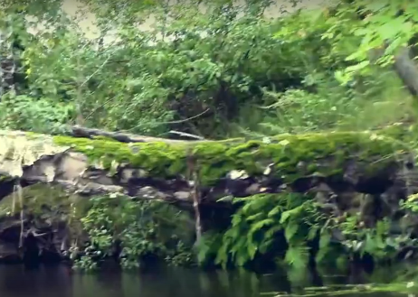 Сплав и рыбалка на р. Узола от п. Ковернино до д. Чередково (длина 122 км) - фото