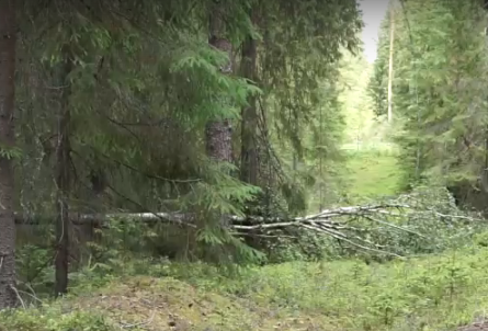 Сплав и рыбалка на р. Немда от д. Иваньково до д. Хороброво (длина 87 км) - фото