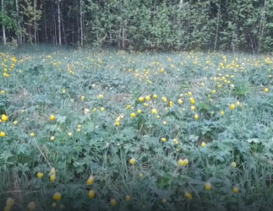 Сплав и рыбалка на р. Кострома от г. Буй до п. Прибрежный (длина 136 км) - фото