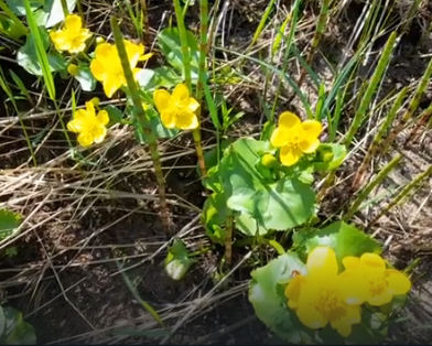 Сплав и рыбалка на р. Кострома от г. Буй до п. Прибрежный (длина 136 км) - фото